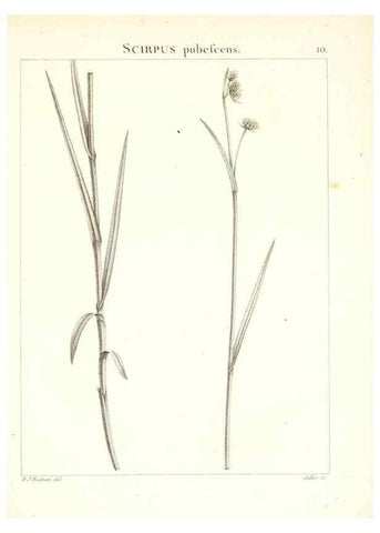 Reproducción/Reproduction 7455931260: Flora Atlantica, sive, Historia plantarum quae in Atlante, agro Tunetano et Algeriensi crescunt /. Parisiis :Apud Blanchon,1800.