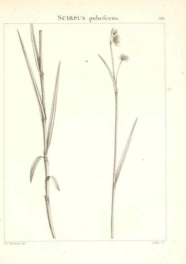 Reproducción/Reproduction 7455931260: Flora Atlantica, sive, Historia plantarum quae in Atlante, agro Tunetano et Algeriensi crescunt /. Parisiis :Apud Blanchon,1800.