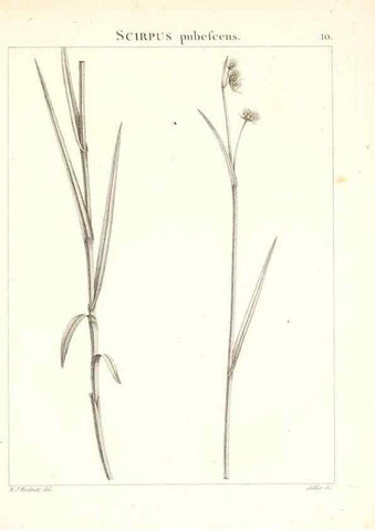 Reproducción/Reproduction 7455931260: Flora Atlantica, sive, Historia plantarum quae in Atlante, agro Tunetano et Algeriensi crescunt /. Parisiis :Apud Blanchon,1800.