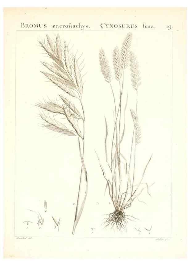 Reproducción/Reproduction 7455940316: Flora Atlantica, sive, Historia plantarum quae in Atlante, agro Tunetano et Algeriensi crescunt /. Parisiis :Apud Blanchon,1800.