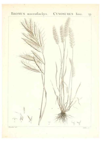Reproducción/Reproduction 7455940316: Flora Atlantica, sive, Historia plantarum quae in Atlante, agro Tunetano et Algeriensi crescunt /. Parisiis :Apud Blanchon,1800.