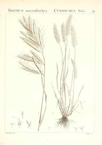 Reproducción/Reproduction 7455940316: Flora Atlantica, sive, Historia plantarum quae in Atlante, agro Tunetano et Algeriensi crescunt /. Parisiis :Apud Blanchon,1800.