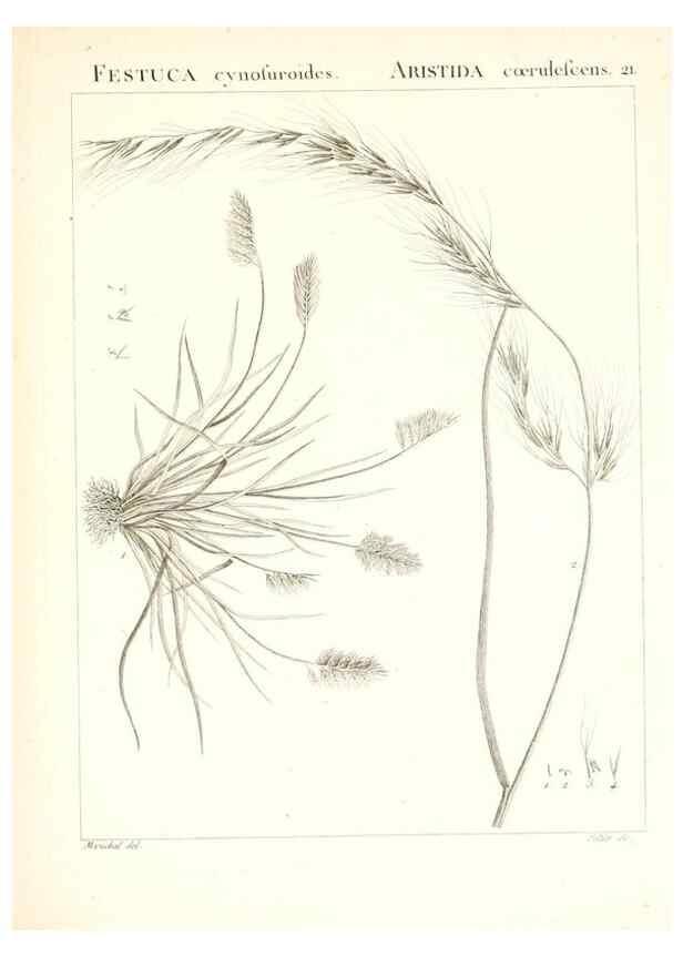Reproducción/Reproduction 7455942324: Flora Atlantica, sive, Historia plantarum quae in Atlante, agro Tunetano et Algeriensi crescunt /. Parisiis :Apud Blanchon,1800.