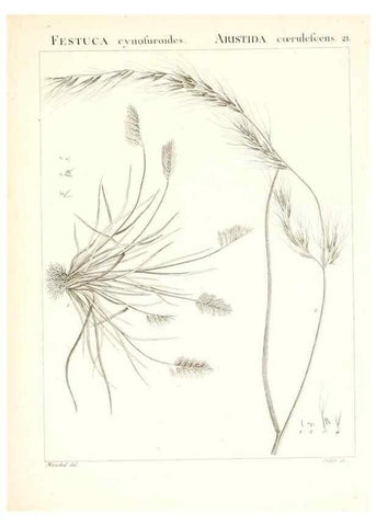 Reproducción/Reproduction 7455942324: Flora Atlantica, sive, Historia plantarum quae in Atlante, agro Tunetano et Algeriensi crescunt /. Parisiis :Apud Blanchon,1800.