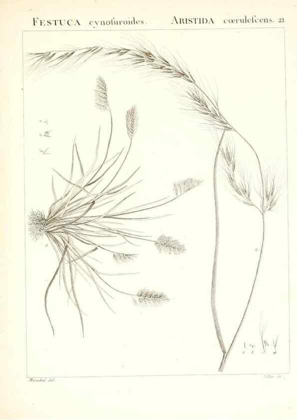 Reproducción/Reproduction 7455942324: Flora Atlantica, sive, Historia plantarum quae in Atlante, agro Tunetano et Algeriensi crescunt /. Parisiis :Apud Blanchon,1800.