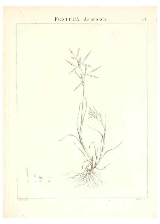 Reproducción/Reproduction 7455943142: Flora Atlantica, sive, Historia plantarum quae in Atlante, agro Tunetano et Algeriensi crescunt /. Parisiis :Apud Blanchon,1800.