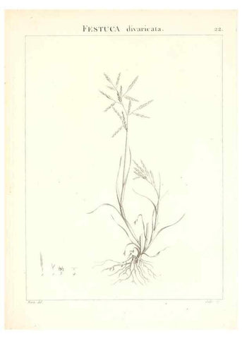 Reproducción/Reproduction 7455943142: Flora Atlantica, sive, Historia plantarum quae in Atlante, agro Tunetano et Algeriensi crescunt /. Parisiis :Apud Blanchon,1800.