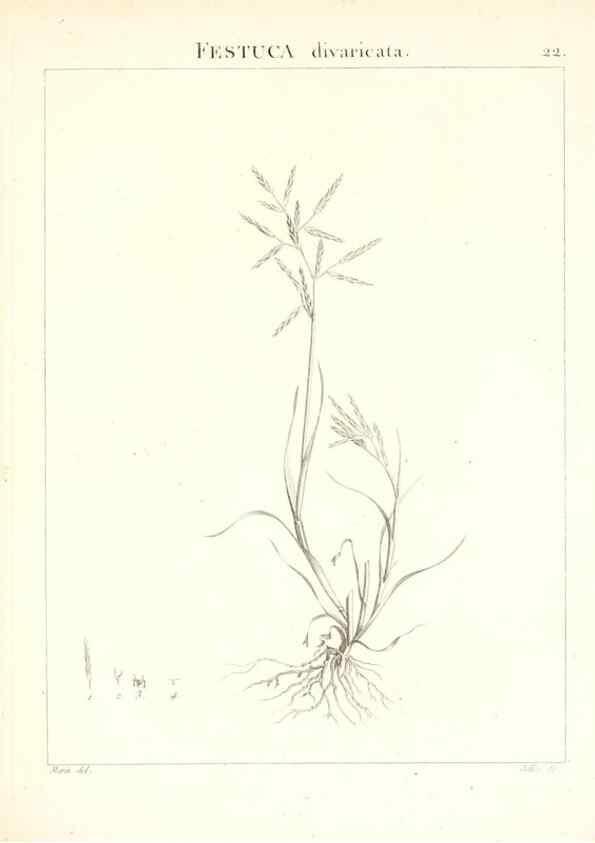 Reproducción/Reproduction 7455943142: Flora Atlantica, sive, Historia plantarum quae in Atlante, agro Tunetano et Algeriensi crescunt /. Parisiis :Apud Blanchon,1800.
