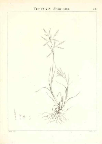 Reproducción/Reproduction 7455943142: Flora Atlantica, sive, Historia plantarum quae in Atlante, agro Tunetano et Algeriensi crescunt /. Parisiis :Apud Blanchon,1800.