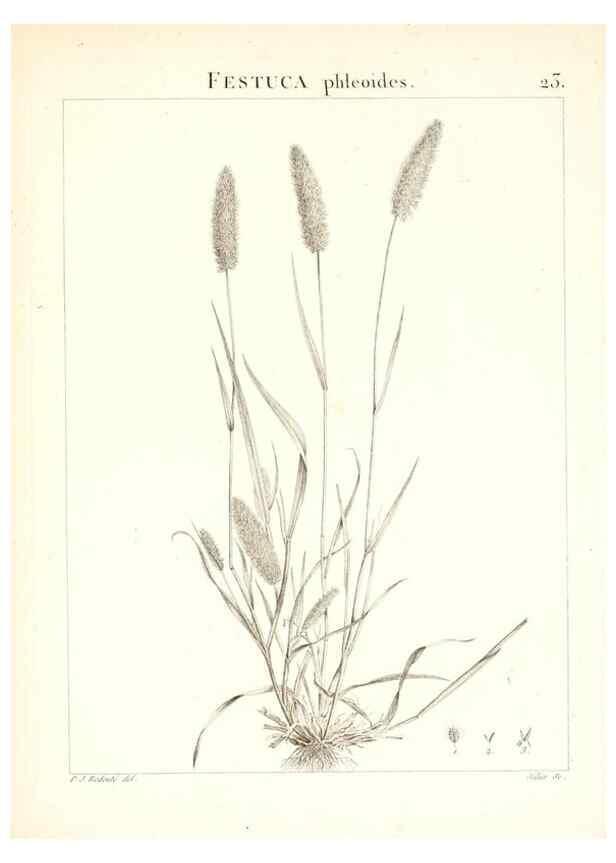Reproducción/Reproduction 7455944092: Flora Atlantica, sive, Historia plantarum quae in Atlante, agro Tunetano et Algeriensi crescunt /. Parisiis :Apud Blanchon,1800.