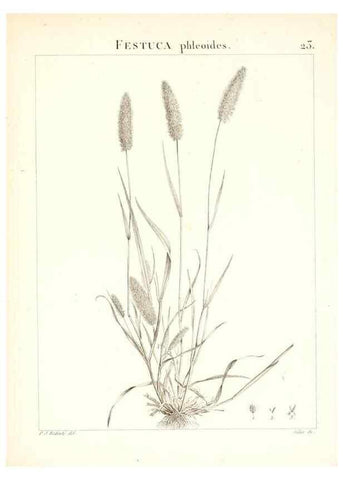 Reproducción/Reproduction 7455944092: Flora Atlantica, sive, Historia plantarum quae in Atlante, agro Tunetano et Algeriensi crescunt /. Parisiis :Apud Blanchon,1800.