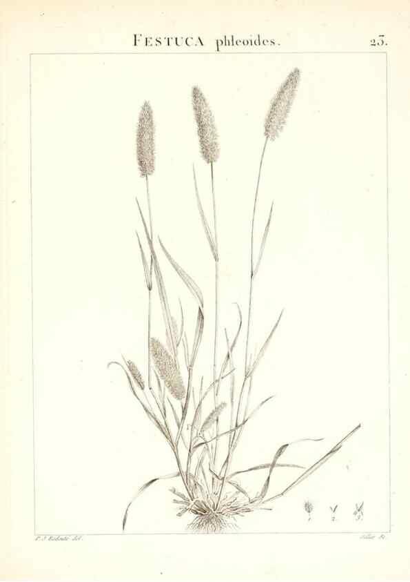 Reproducción/Reproduction 7455944092: Flora Atlantica, sive, Historia plantarum quae in Atlante, agro Tunetano et Algeriensi crescunt /. Parisiis :Apud Blanchon,1800.