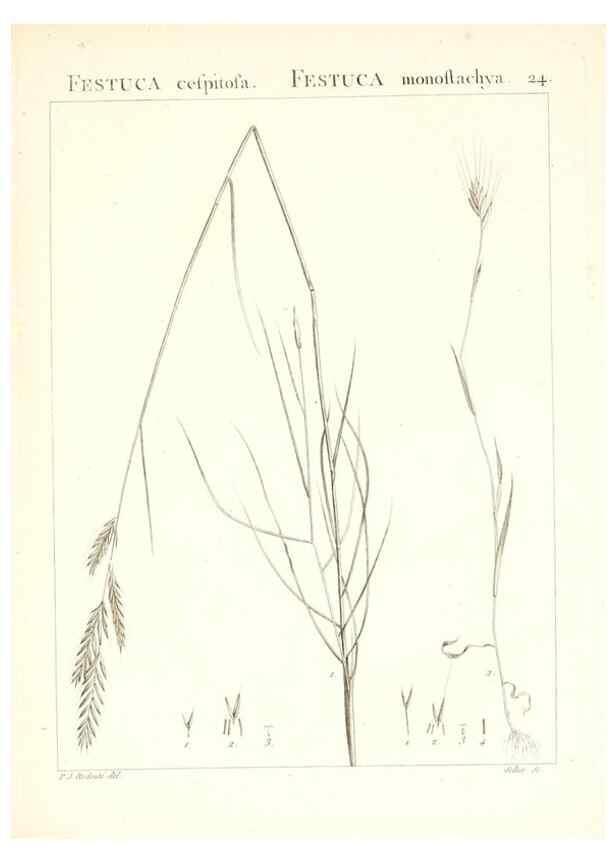 Reproducción/Reproduction 7455944790: Flora Atlantica, sive, Historia plantarum quae in Atlante, agro Tunetano et Algeriensi crescunt /. Parisiis :Apud Blanchon,1800.