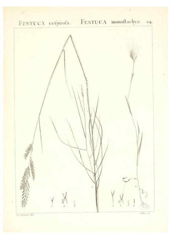 Reproducción/Reproduction 7455944790: Flora Atlantica, sive, Historia plantarum quae in Atlante, agro Tunetano et Algeriensi crescunt /. Parisiis :Apud Blanchon,1800.