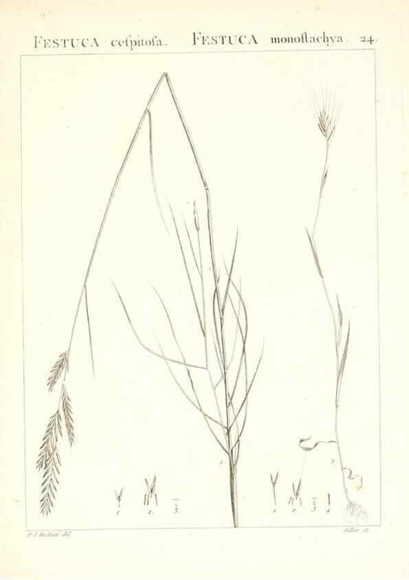 Reproducción/Reproduction 7455944790: Flora Atlantica, sive, Historia plantarum quae in Atlante, agro Tunetano et Algeriensi crescunt /. Parisiis :Apud Blanchon,1800.