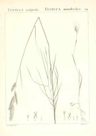 Reproducción/Reproduction 7455944790: Flora Atlantica, sive, Historia plantarum quae in Atlante, agro Tunetano et Algeriensi crescunt /. Parisiis :Apud Blanchon,1800.