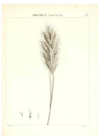 Reproducción/Reproduction 7455945542: Flora Atlantica, sive, Historia plantarum quae in Atlante, agro Tunetano et Algeriensi crescunt /. Parisiis :Apud Blanchon,1800.