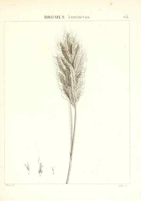 Reproducción/Reproduction 7455945542: Flora Atlantica, sive, Historia plantarum quae in Atlante, agro Tunetano et Algeriensi crescunt /. Parisiis :Apud Blanchon,1800.