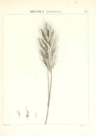 Reproducción/Reproduction 7455945542: Flora Atlantica, sive, Historia plantarum quae in Atlante, agro Tunetano et Algeriensi crescunt /. Parisiis :Apud Blanchon,1800.
