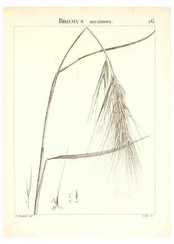 Reproducción/Reproduction 7455946354: Flora Atlantica, sive, Historia plantarum quae in Atlante, agro Tunetano et Algeriensi crescunt /. Parisiis :Apud Blanchon,1800.