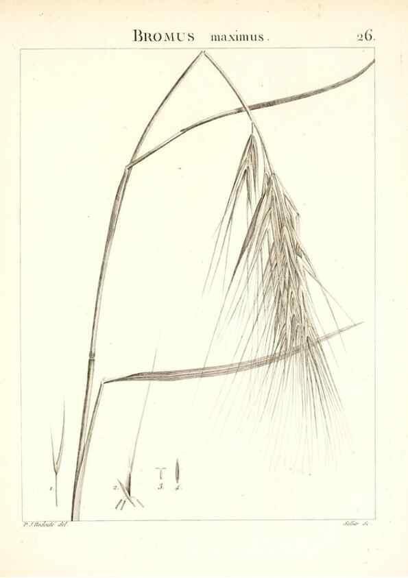 Reproducción/Reproduction 7455946354: Flora Atlantica, sive, Historia plantarum quae in Atlante, agro Tunetano et Algeriensi crescunt /. Parisiis :Apud Blanchon,1800.