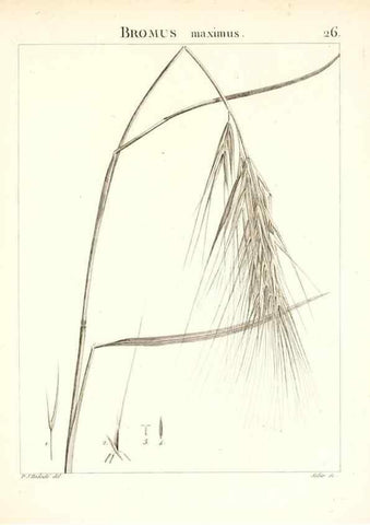 Reproducción/Reproduction 7455946354: Flora Atlantica, sive, Historia plantarum quae in Atlante, agro Tunetano et Algeriensi crescunt /. Parisiis :Apud Blanchon,1800.