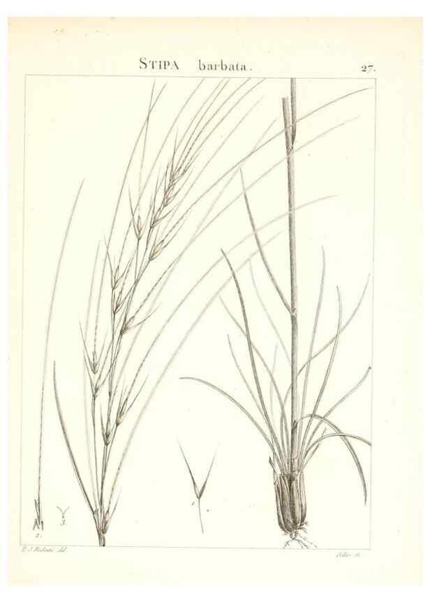 Reproducción/Reproduction 7455947288: Flora Atlantica, sive, Historia plantarum quae in Atlante, agro Tunetano et Algeriensi crescunt /. Parisiis :Apud Blanchon,1800.