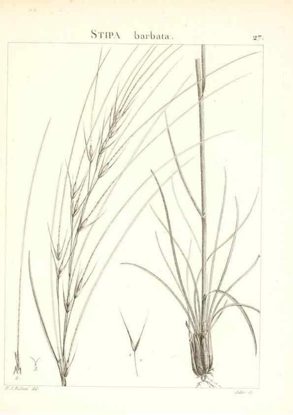 Reproducción/Reproduction 7455947288: Flora Atlantica, sive, Historia plantarum quae in Atlante, agro Tunetano et Algeriensi crescunt /. Parisiis :Apud Blanchon,1800.