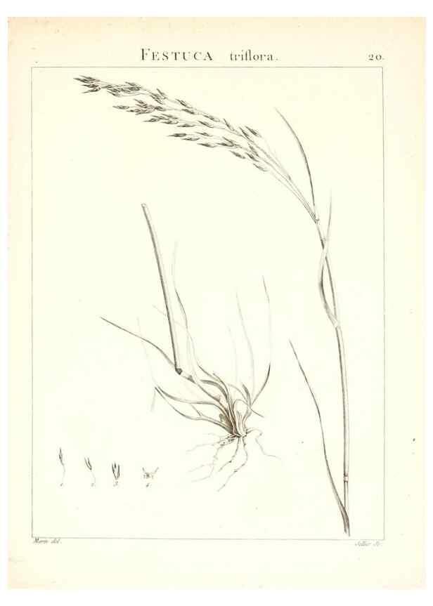 Reproducción/Reproduction 7455941274: Flora Atlantica, sive, Historia plantarum quae in Atlante, agro Tunetano et Algeriensi crescunt /. Parisiis :Apud Blanchon,1800.