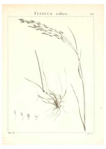 Reproducción/Reproduction 7455941274: Flora Atlantica, sive, Historia plantarum quae in Atlante, agro Tunetano et Algeriensi crescunt /. Parisiis :Apud Blanchon,1800.