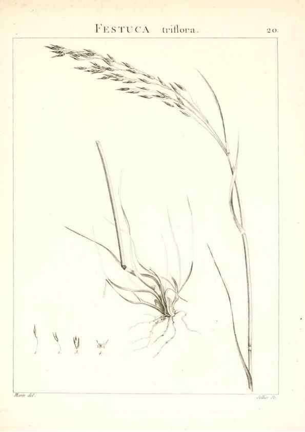 Reproducción/Reproduction 7455941274: Flora Atlantica, sive, Historia plantarum quae in Atlante, agro Tunetano et Algeriensi crescunt /. Parisiis :Apud Blanchon,1800.