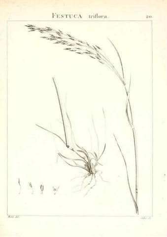 Reproducción/Reproduction 7455941274: Flora Atlantica, sive, Historia plantarum quae in Atlante, agro Tunetano et Algeriensi crescunt /. Parisiis :Apud Blanchon,1800.