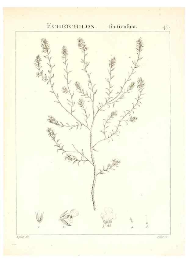 Reproducción/Reproduction 7455965116: Flora Atlantica, sive, Historia plantarum quae in Atlante, agro Tunetano et Algeriensi crescunt /. Parisiis :Apud Blanchon,1800.