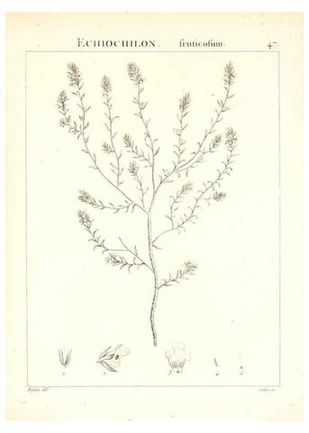 Reproducción/Reproduction 7455965116: Flora Atlantica, sive, Historia plantarum quae in Atlante, agro Tunetano et Algeriensi crescunt /. Parisiis :Apud Blanchon,1800.