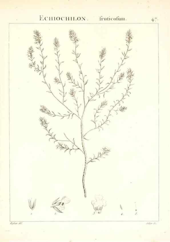 Reproducción/Reproduction 7455965116: Flora Atlantica, sive, Historia plantarum quae in Atlante, agro Tunetano et Algeriensi crescunt /. Parisiis :Apud Blanchon,1800.