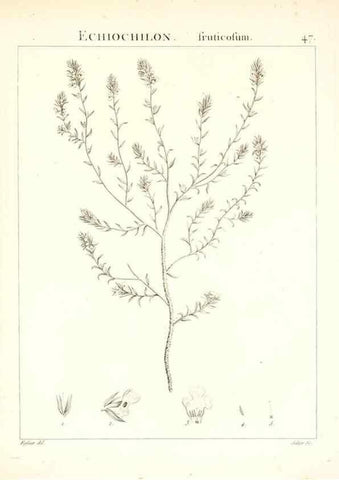 Reproducción/Reproduction 7455965116: Flora Atlantica, sive, Historia plantarum quae in Atlante, agro Tunetano et Algeriensi crescunt /. Parisiis :Apud Blanchon,1800.