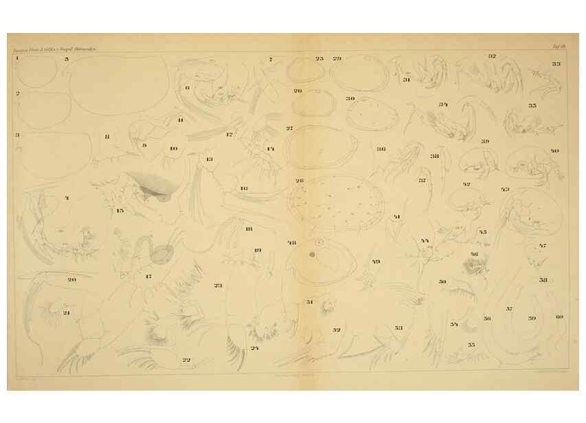 Reproducción/Reproduction 7448782614: Die ostracoden des golfes von Neapel und der angrenzenden meeres-abschnitte. Berlin,R. Friedlander,1894.