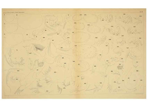 Reproducción/Reproduction 7448782614: Die ostracoden des golfes von Neapel und der angrenzenden meeres-abschnitte. Berlin,R. Friedlander,1894.