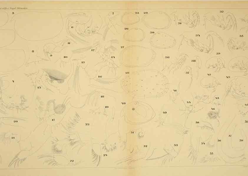 Reproducción/Reproduction 7448782614: Die ostracoden des golfes von Neapel und der angrenzenden meeres-abschnitte. Berlin,R. Friedlander,1894.