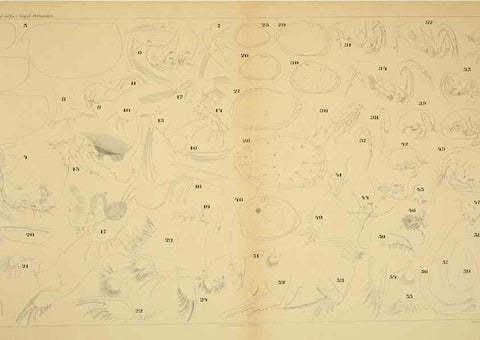 Reproducción/Reproduction 7448782614: Die ostracoden des golfes von Neapel und der angrenzenden meeres-abschnitte. Berlin,R. Friedlander,1894.