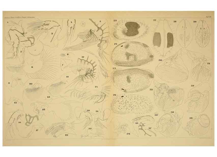 Reproducción/Reproduction 7448780346: Die ostracoden des golfes von Neapel und der angrenzenden meeres-abschnitte. Berlin,R. Friedlander,1894.