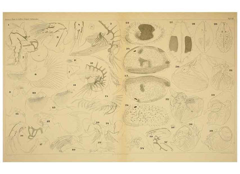 Reproducción/Reproduction 7448780346: Die ostracoden des golfes von Neapel und der angrenzenden meeres-abschnitte. Berlin,R. Friedlander,1894.