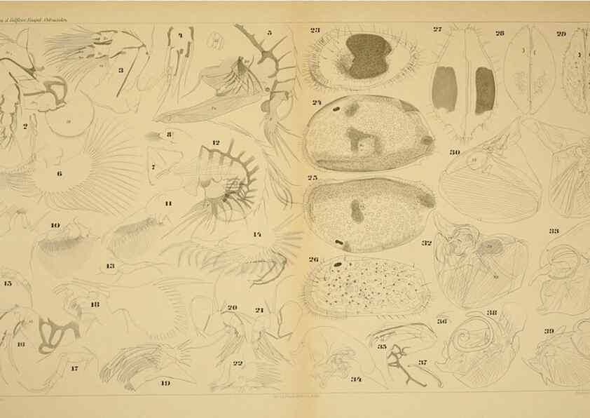 Reproducción/Reproduction 7448780346: Die ostracoden des golfes von Neapel und der angrenzenden meeres-abschnitte. Berlin,R. Friedlander,1894.