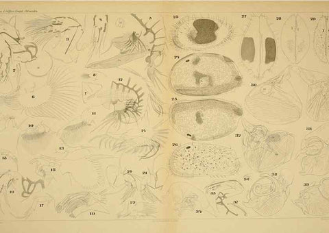 Reproducción/Reproduction 7448780346: Die ostracoden des golfes von Neapel und der angrenzenden meeres-abschnitte. Berlin,R. Friedlander,1894.