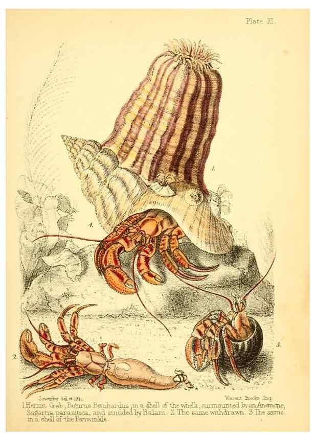 Reproducción/Reproduction 7414355314: Popular history of the aquarium of marine and fresh-water animals and plants /. London :Lovell Reeve,1857.