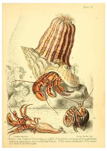 Reproducción/Reproduction 7414355314: Popular history of the aquarium of marine and fresh-water animals and plants /. London :Lovell Reeve,1857.