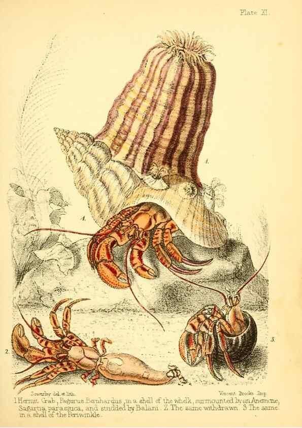 Reproducción/Reproduction 7414355314: Popular history of the aquarium of marine and fresh-water animals and plants /. London :Lovell Reeve,1857.