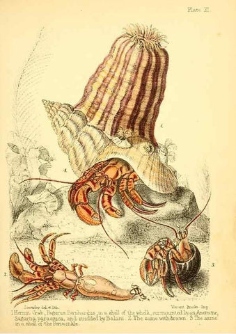 Reproducción/Reproduction 7414355314: Popular history of the aquarium of marine and fresh-water animals and plants /. London :Lovell Reeve,1857.