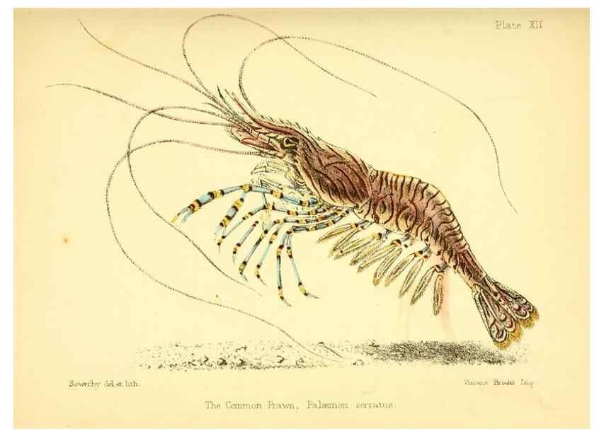 Reproducción/Reproduction 7414357514: Popular history of the aquarium of marine and fresh-water animals and plants /. London :Lovell Reeve,1857.