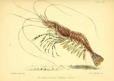Reproducción/Reproduction 7414357514: Popular history of the aquarium of marine and fresh-water animals and plants /. London :Lovell Reeve,1857.